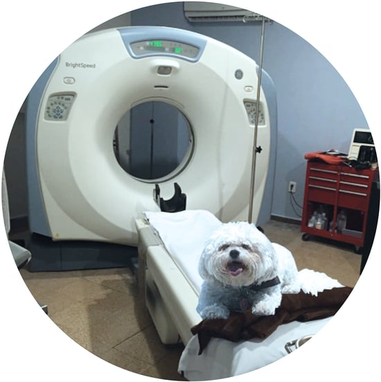 Vet CT Scanner